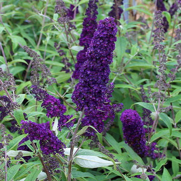 Clusters of deep purple flowers adorn the leafy green Buddleja Black Knight - Butterfly Bush, attracting butterflies with its vibrant allure.