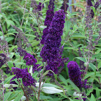 Clusters of deep purple flowers adorn the leafy green Buddleja Black Knight - Butterfly Bush, attracting butterflies with its vibrant allure.