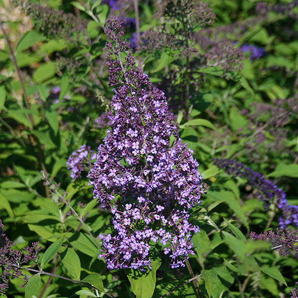 A cluster of purple, fragrant blooms stands out vibrantly among lush green leaves, mirroring the graceful beauty of the Buddleja Gulliver - Butterfly Bush.