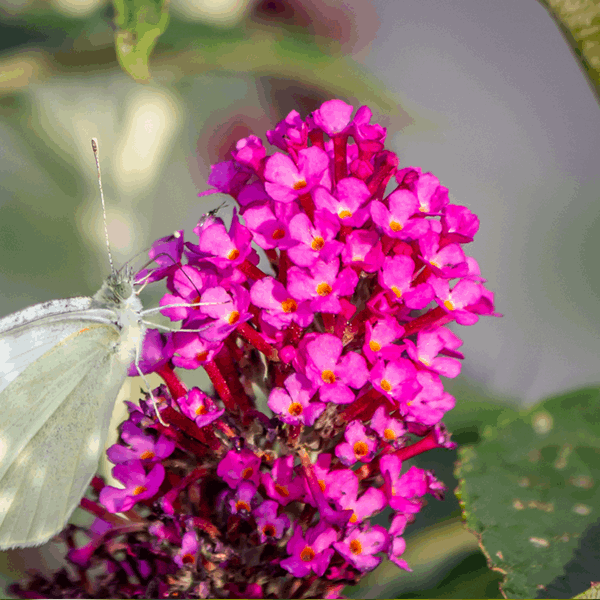 A white butterfly gently lands on vibrant pink blooms of the Buddleja Hot Raspberry - Butterfly Bush, surrounded by lush green leaves, creating an enchanting scene.