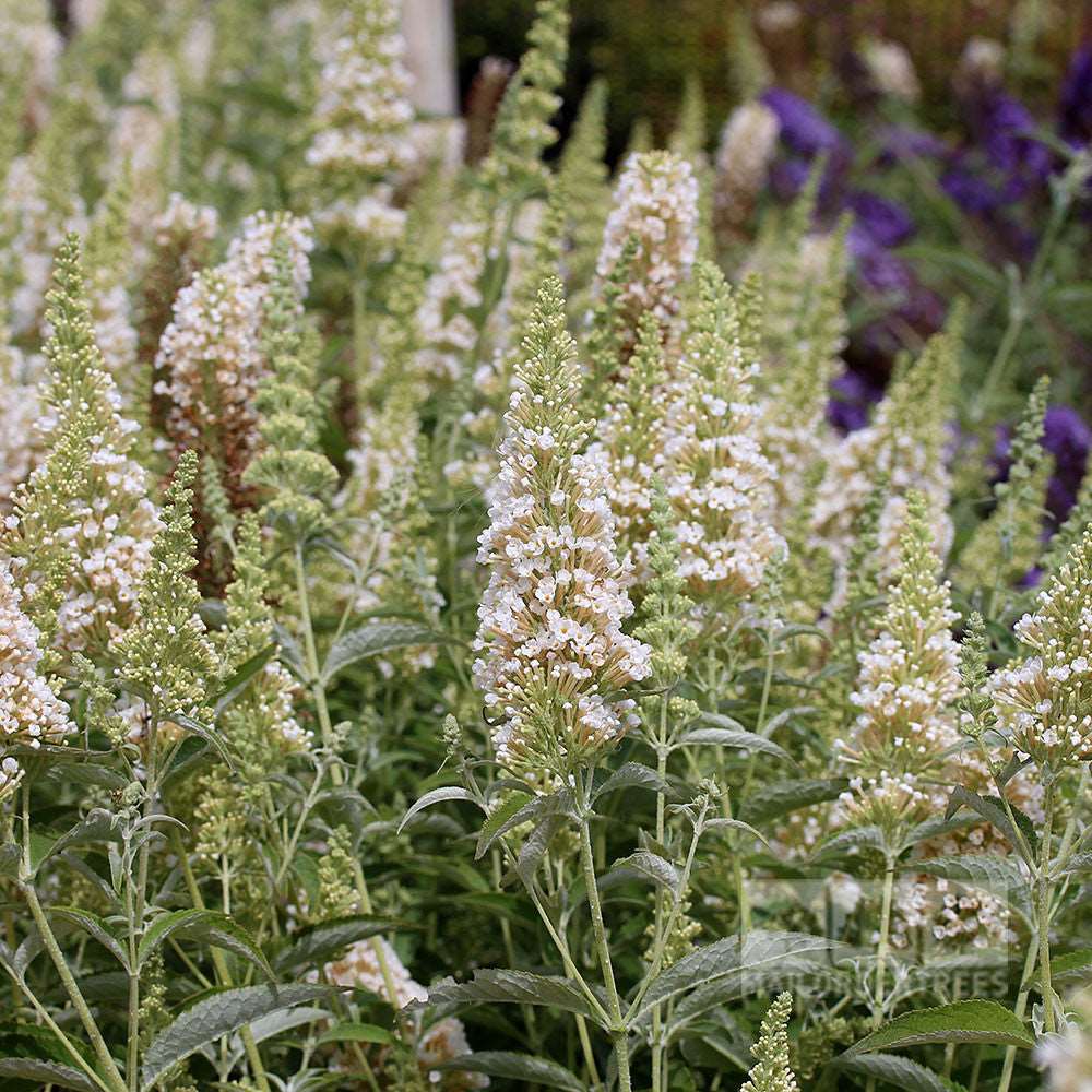 White and pale pink flower spikes with green leaves enhance the gardens appeal, highlighting the compact beauty of the Buddleja Ivory - Butterfly Bush.