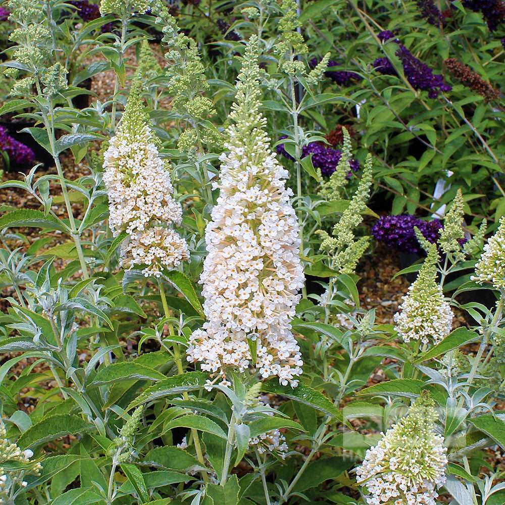 The compact Buddleja Ivory - Butterfly Bush showcases full white blooms, vibrant green leaves, and is beautifully accented by purple flowers in the background.