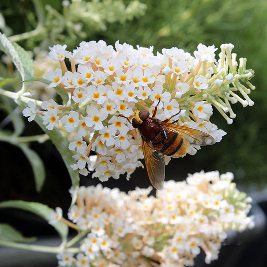 In a garden setting, a bee rests on small white flowers with yellow centers, nestled among the elegant blooms of the compact Buddleja Ivory - Butterfly Bush.