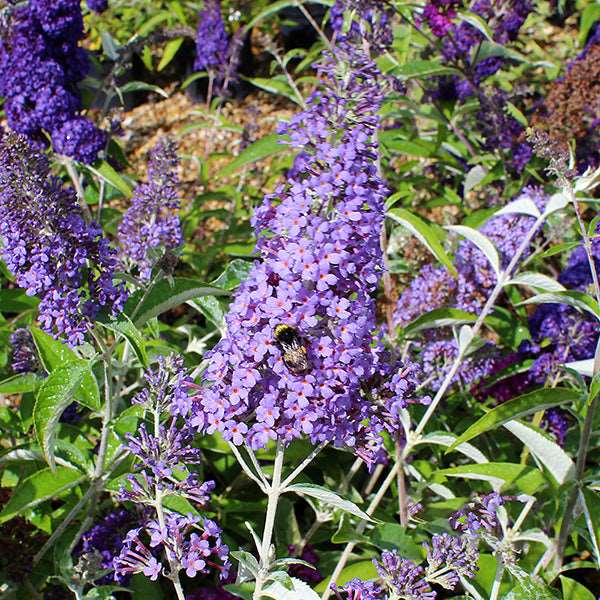 A bumblebee rests on the violet blooms of a Buddleja Lochinch - Butterfly Bush, surrounded by lush green leaves and other purple flowers.