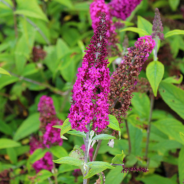 The Buddleja Miss Ruby Butterfly Bush features bright pink blooms that contrast beautifully with lush green leaves.