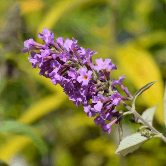 Buddleja Petite Dark Pink - Butterfly Bush