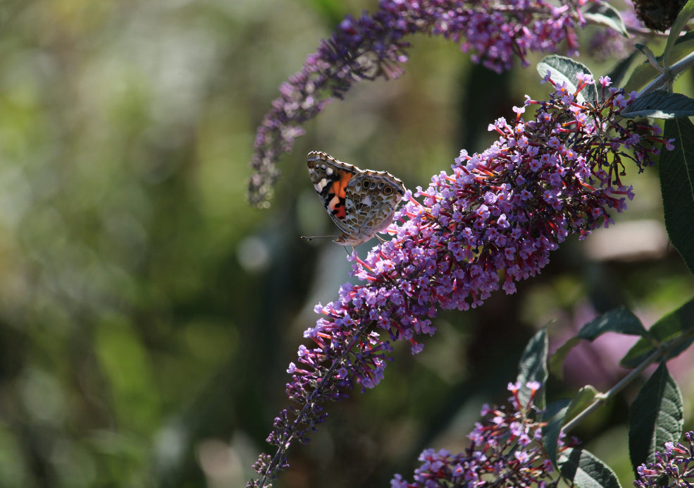 Buddleja: A Blooming Delight for Butterflies.