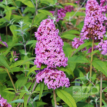 Close-up of Buddleja Pink Delight butterfly bush in full bloom, featuring candy-floss pink flowers that attract butterflies and bees, set against a backdrop of lush green leaves.