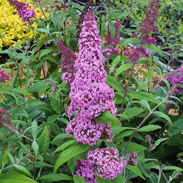 The Buddleja Pink Delight - Butterfly Bush features a vibrant display of candy-floss pink flowers that form tall, dense clusters among green leaves, turning your garden into a haven for butterflies and bees.