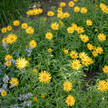 Buphthalmum Salicifolium