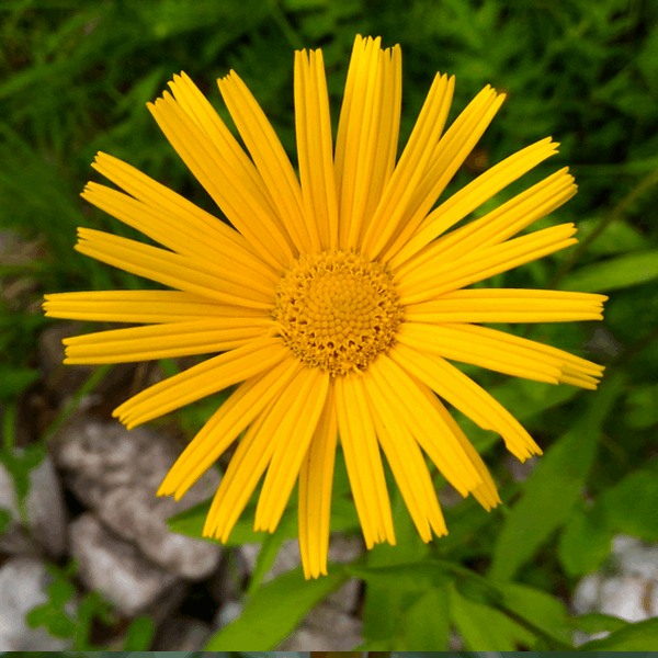 Buphthalmum Salicifolium