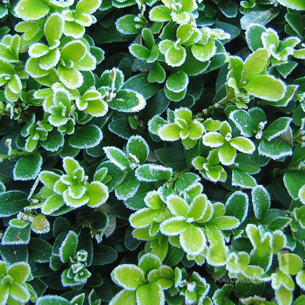 Close-up of green leaves with frosted edges, showcasing the delicate beauty of a Buxus sempervirens - Common Box Plant.