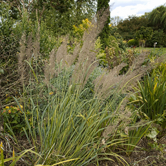 Calamagrostis brachytricha