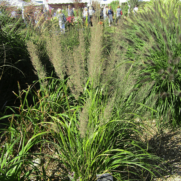 Calamagrostis Brachytricha