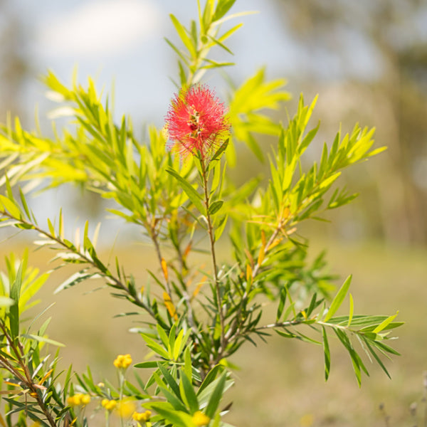 A Callistemon Captain Cook - Bottlebrush plant showcases its vibrant red flower spikes, surrounded by lush green leaves and a beautifully blurred natural background.