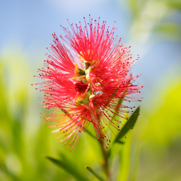 A close-up of the Callistemon Captain Cook - Bottlebrush reveals red spikes with long, thin petals against a softly blurred green background.