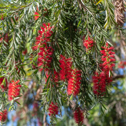 Close-up of Callistemon Hannah Ray (Weeping Bottlebrush) displaying vibrant red, cylindrical flowers and narrow green leaves. This evergreen beauty captivates with its lush charm.