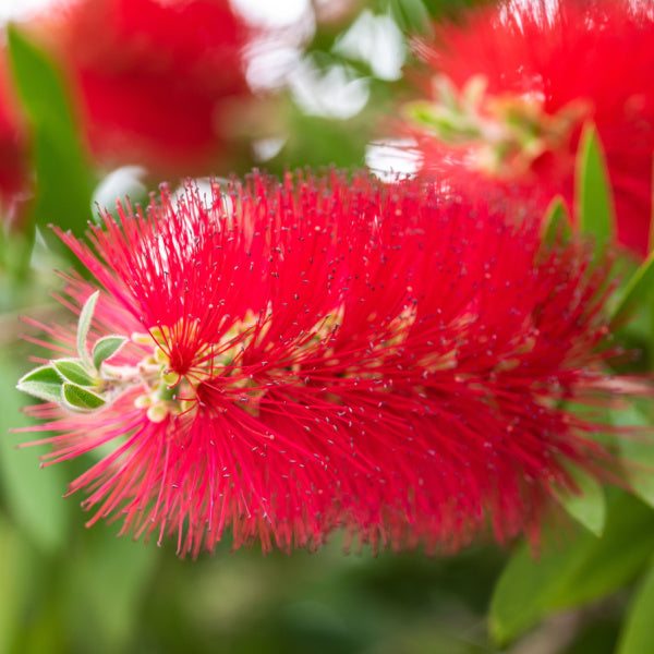 Close-up of a vibrant red Callistemon Hannah Ray - Weeping Bottlebrush flower with spiky petals and lush green leaves, highlighting its evergreen beauty.