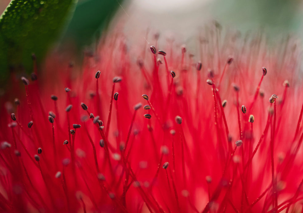 Close-up of a crimson bottlebrush flower, showing its vibrant red filaments and small dark-tipped stamens.