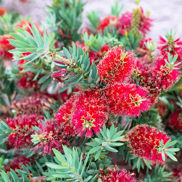 Close-up of the vibrant crimson flower spikes and green needle-like leaves of the Callistemon Red Clusters - Australian Bottlebrush, highlighting its evergreen beauty.