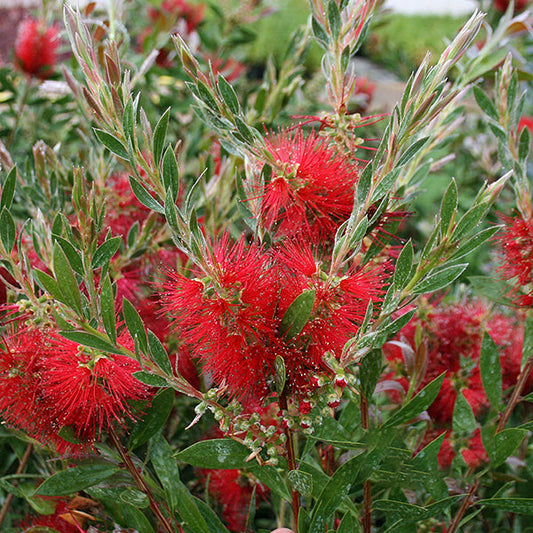 Close-up of a Callistemon Splendens - Crimson Bottlebrush featuring vibrant red flower spikes and lush green leaves, emitting a light lemon scent.