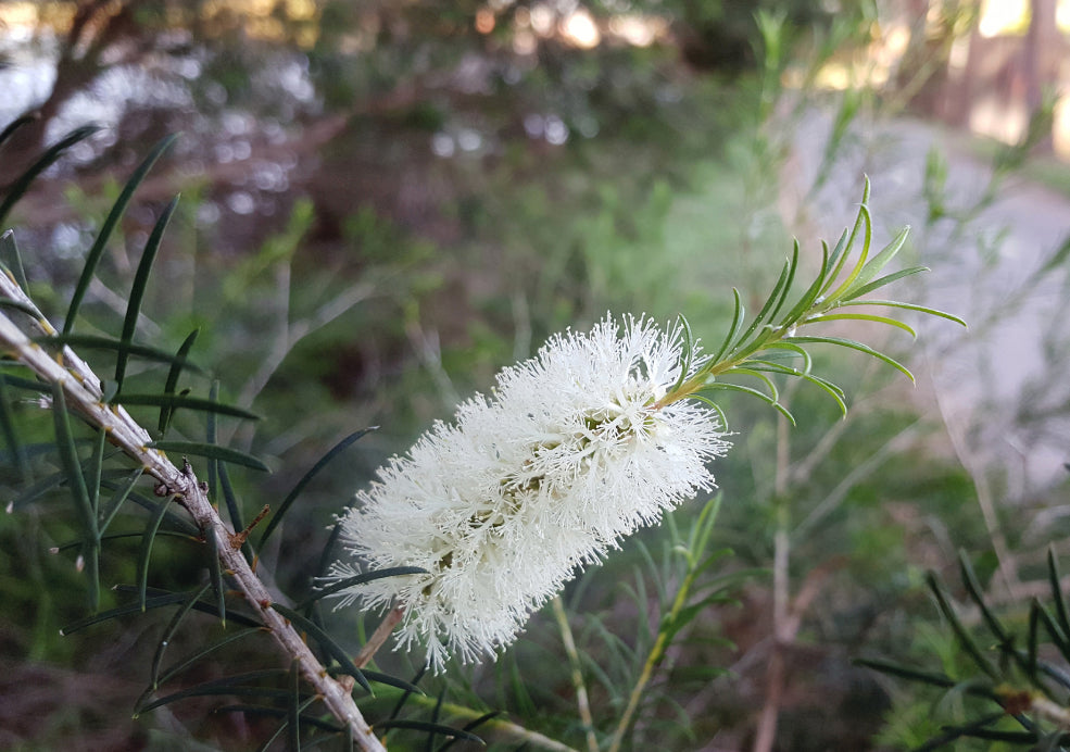 Close-up of a white bottlebrush flower on a branch with green needle-like leaves, set against a blurred background of greenery.