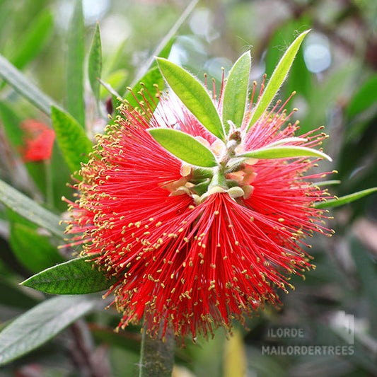 Close-up of the vibrant Callistemon rigidus, or Stiff Bottlebrush, among lush green leaves in a natural outdoor setting.