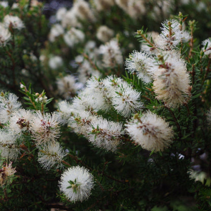 White bottlebrush flowers grace the evergreen shrub, Callistemon salignus - Willow Bottlebrush, with its vibrant green leaves.