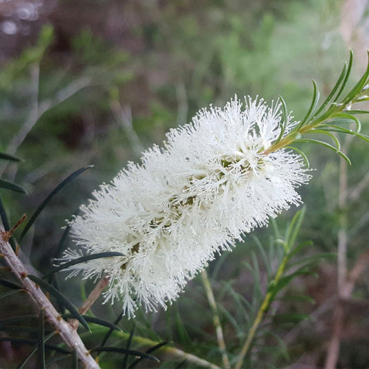 Close-up of a Callistemon salignus - Willow Bottlebrush flower, showcasing its fine, feathery petals on a green stem. This evergreen shrubs beauty stands out against a blurred natural background.