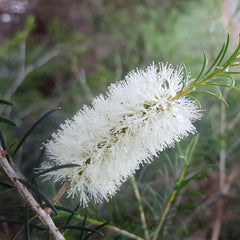 Callistemon salignus - Willow Bottlebrush