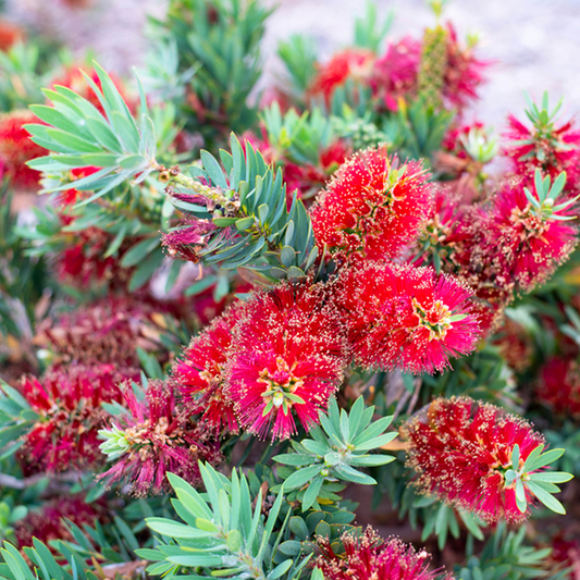 Callistemon Red Clusters