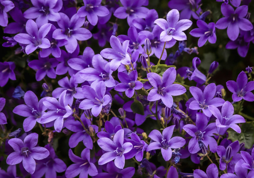 Campanula: A Classic Perennial with Delicate Blooms.