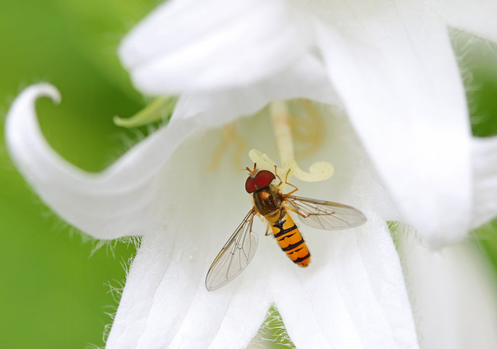 A Pollinator Favourite and Seasonal Interest.