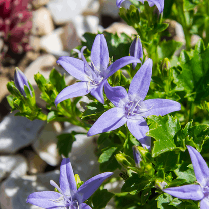 Campanula Garganica