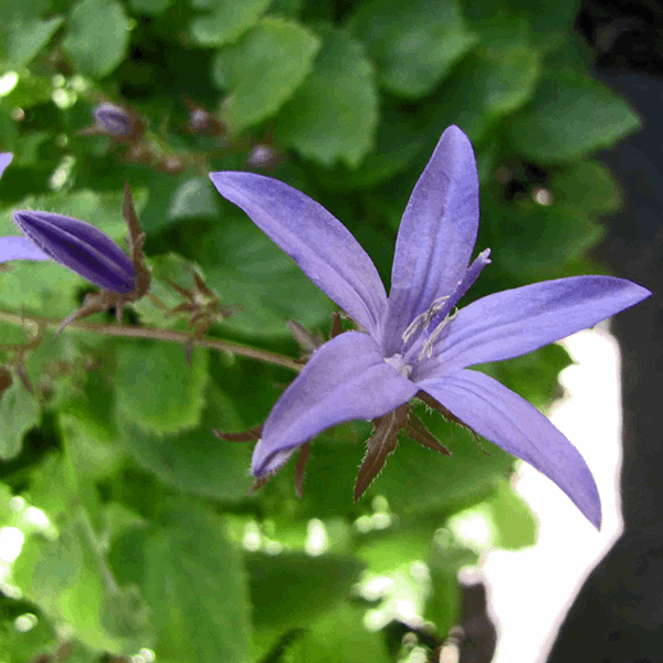 Campanula Garganica