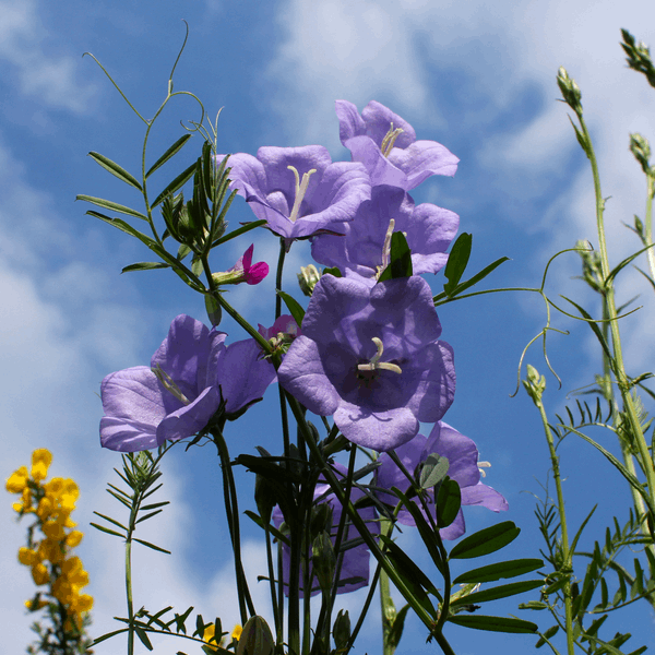 Campanula Persicifolia Telma Beauty