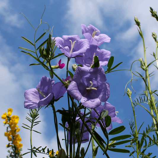 Campanula persicifolia 'Telham Beauty'