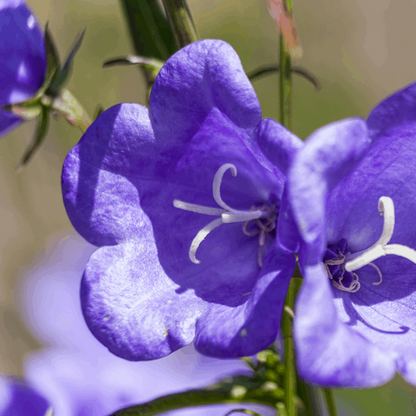 Campanula persicifolia Telma Beauty