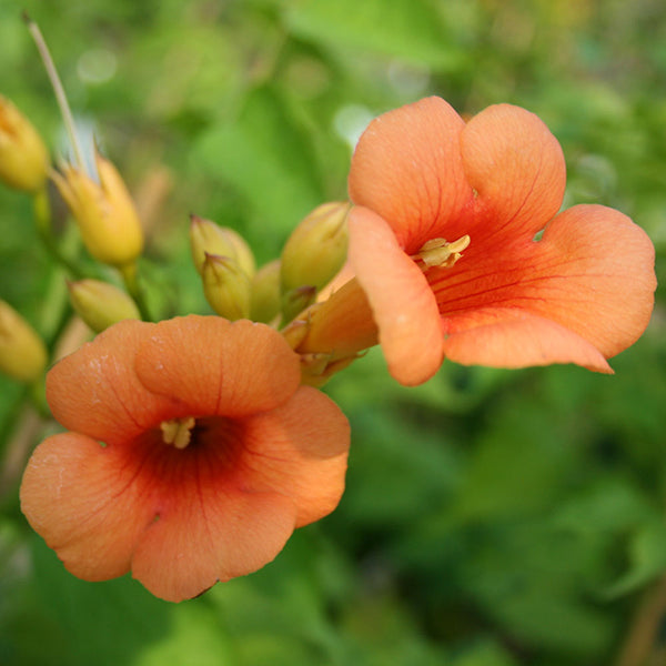 Close-up of two vibrant orange trumpet-shaped flowers from the Campsis Indian Summer - Trumpet Vine, with fresh green buds and softly blurred leaves in the background. This self-clinging climber adds a lively touch to any garden scene.