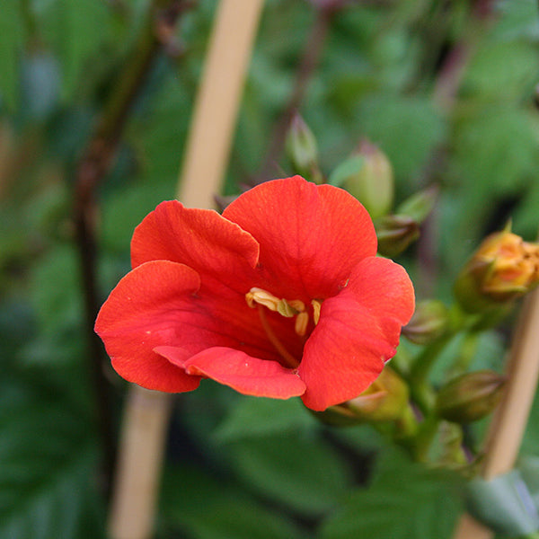 Close-up of the vibrant orange trumpet-shaped flower of Campsis Madame Galen - Trumpet Vine, set against lush green leaves and budding flowers, showcasing this stunning climbers beauty.