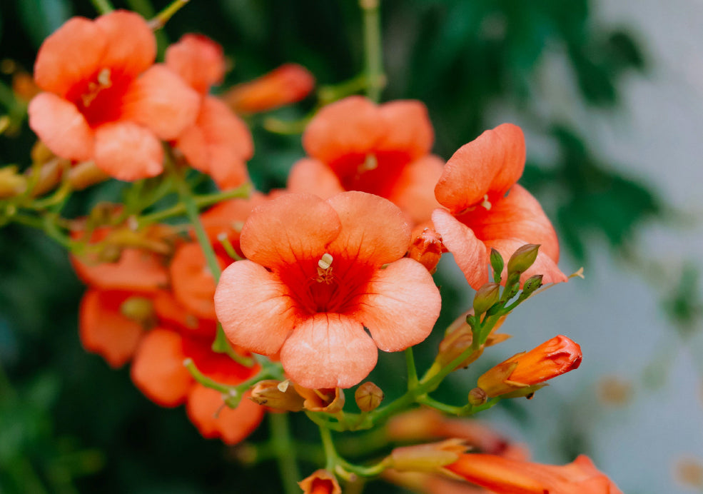 Orange trumpet vine flowers with green leaves in the background.