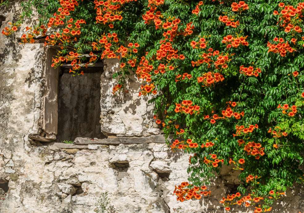 Vibrant orange flowers with green leaves cover a rustic stone wall, partially surrounding a small, empty window.