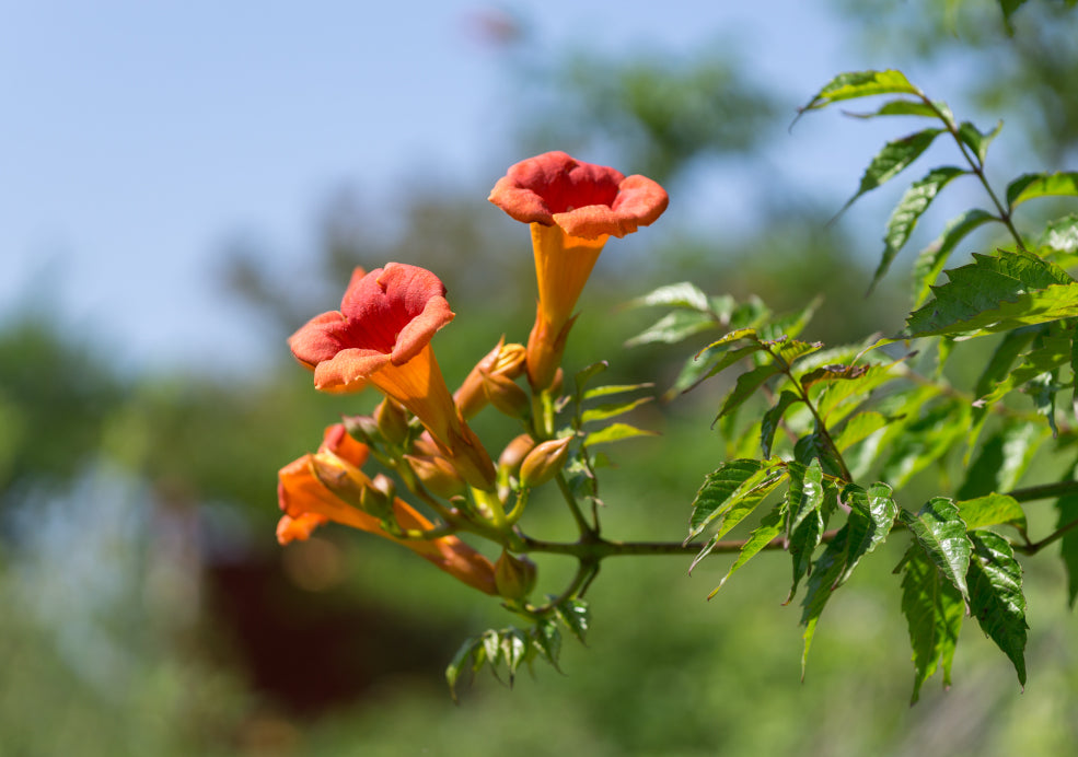 Close-up of orange trumpet-shaped flowers on a vine with green leaves, set against a blurred outdoor background.