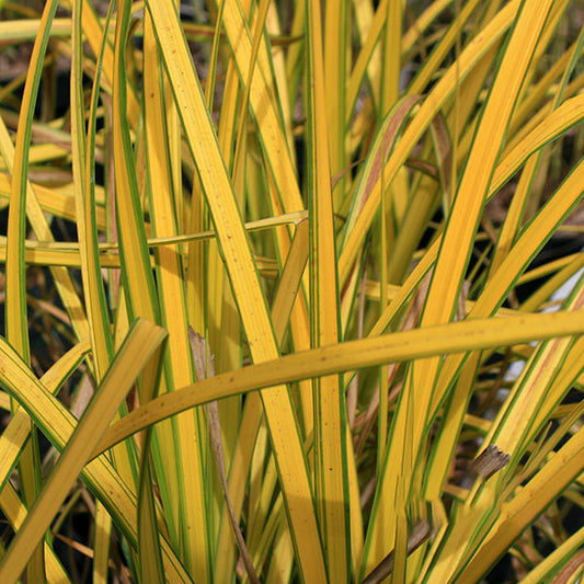 Close-up of the lush, golden arching leaves and long, narrow blades of Carex Aurea - Bowles Golden Sedge, highlighting its vibrant yellow and green ornamental grass.