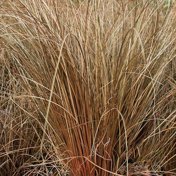 The tall, slender brown blades of Carex Bronze - Sedge form a dense, wispy pattern that evokes a fountain-like effect.