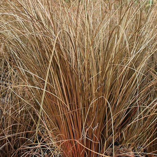 The tall, slender brown blades of Carex Bronze - Sedge form a dense, wispy pattern that evokes a fountain-like effect.