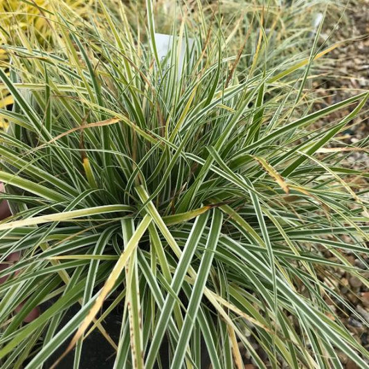 Close-up of Carex Everest - Japanese Sedge, showcasing its lush green, long thin leaves with striking variegated foliage and delicate white stripes.