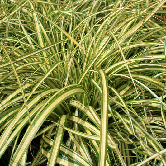 Carex Evergold - Japanese Sedge, with its green and yellow hues and long, slender leaves growing densely, creates a striking display in any garden.