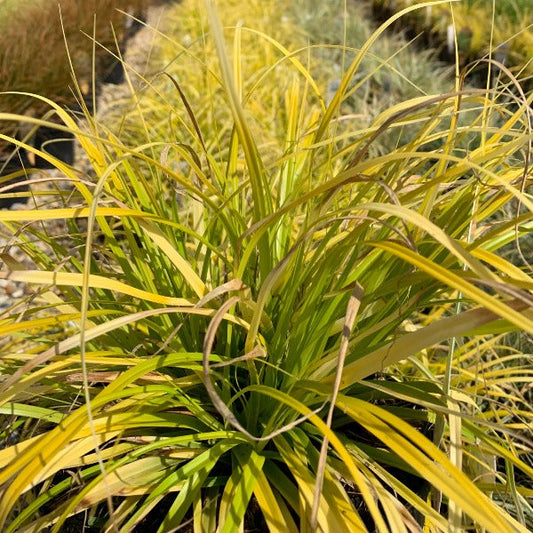 A close-up of Carex Everillo - Japanese Sedge, displaying its bushy clump of long, slender lime-green leaves shimmering in sunlight, highlights its low-maintenance charm.