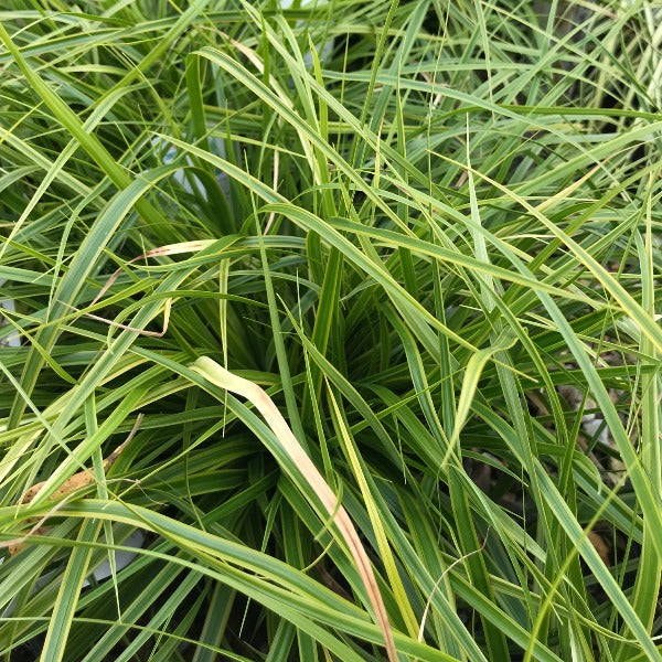 Close-up of lush green grass with thin, long blades, similar to the dense texture of ornamental sedge like Carex Everlime - Japanese Sedge.